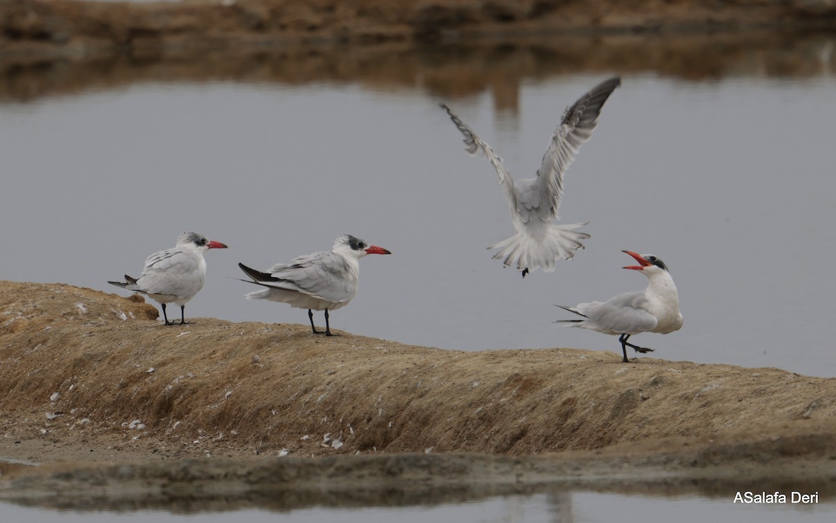 Caspian Tern - ML646357323