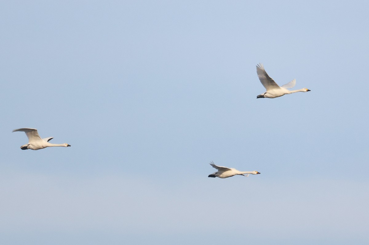 小天鵝 - ML646357326