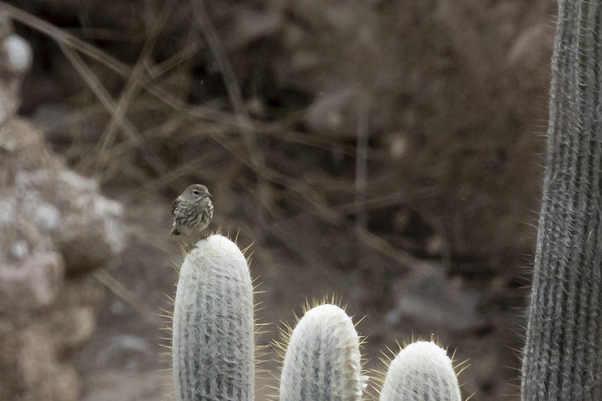 Ash-breasted Sierra Finch - ML646357327