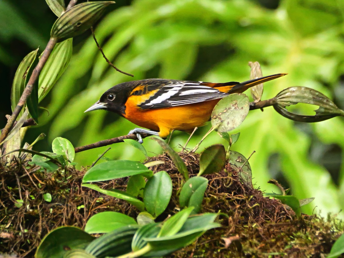 Baltimore Oriole - ML646357328