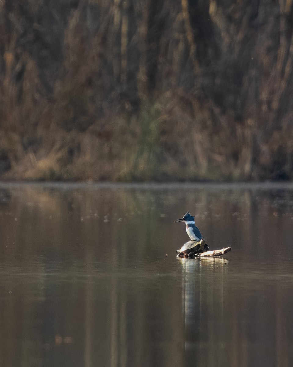 Belted Kingfisher - ML646357329