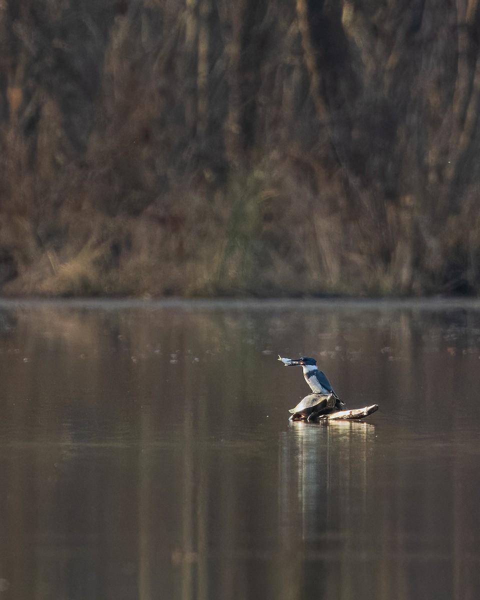 Belted Kingfisher - ML646357330