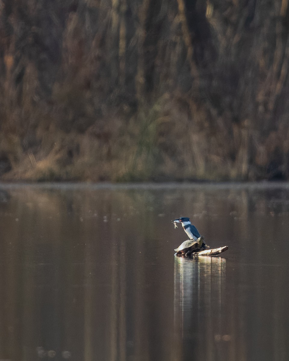Belted Kingfisher - ML646357331