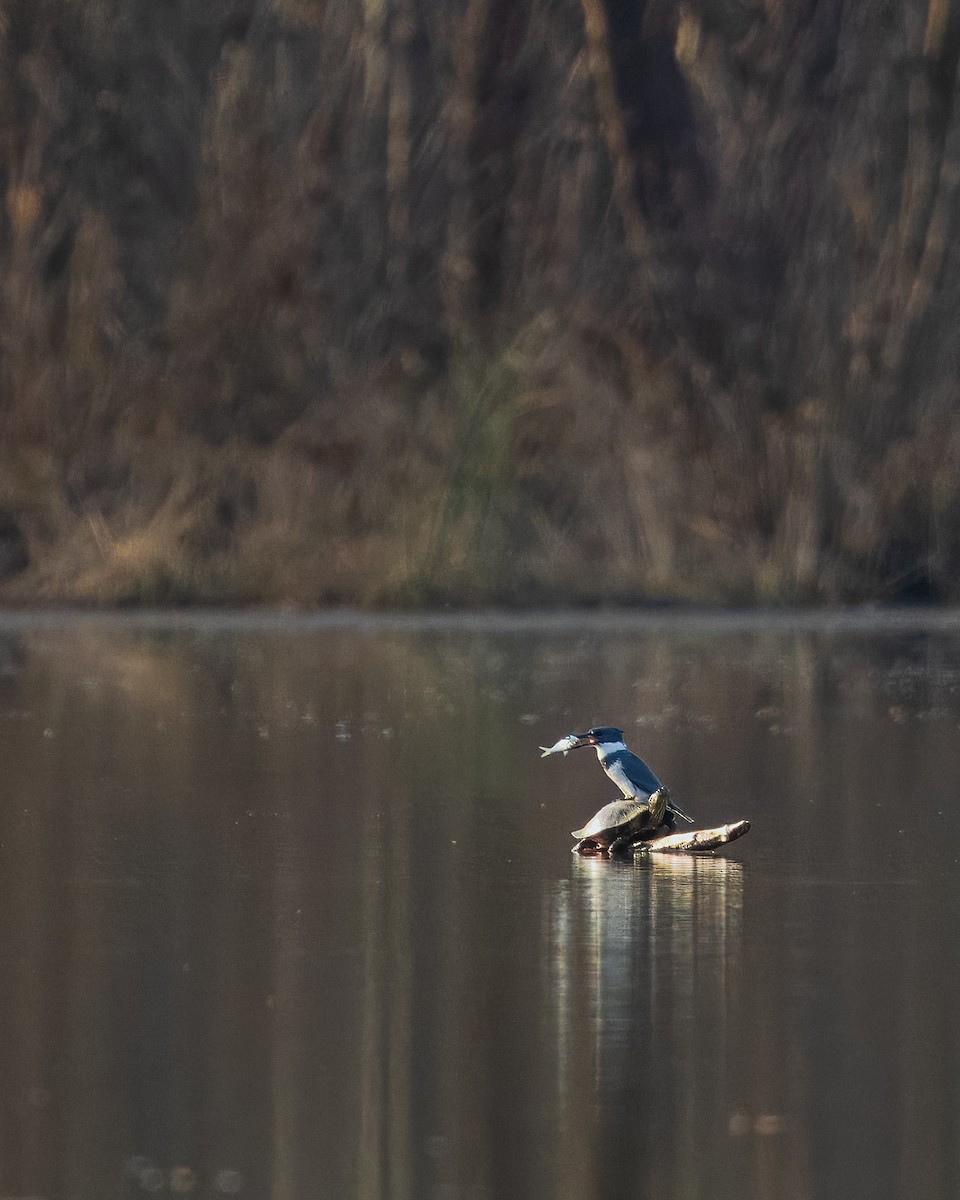 Belted Kingfisher - ML646357332