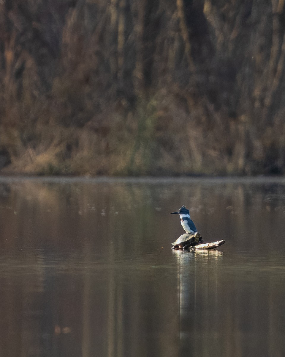 Belted Kingfisher - ML646357333