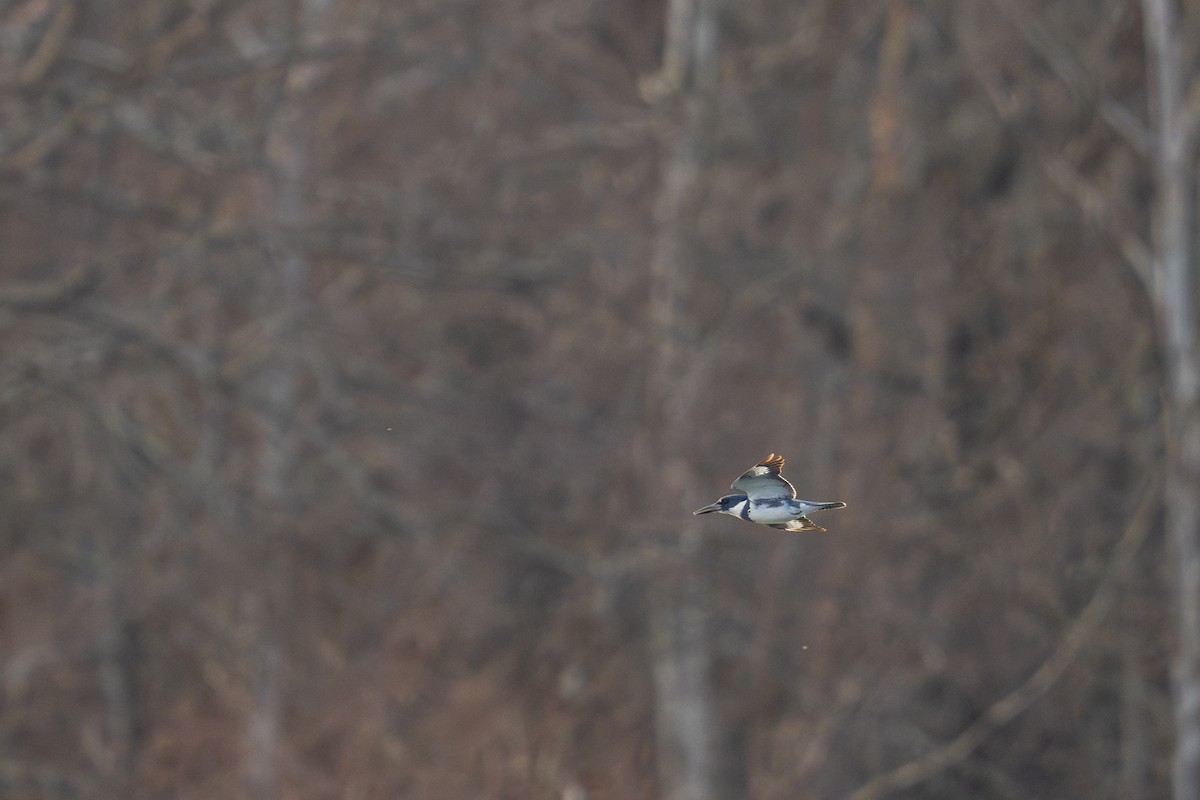 Belted Kingfisher - ML646357334