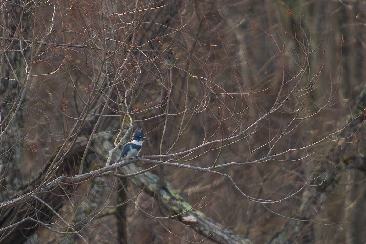 Belted Kingfisher - ML646357335