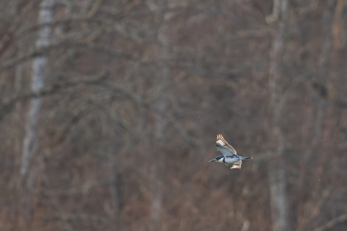 Belted Kingfisher - ML646357336