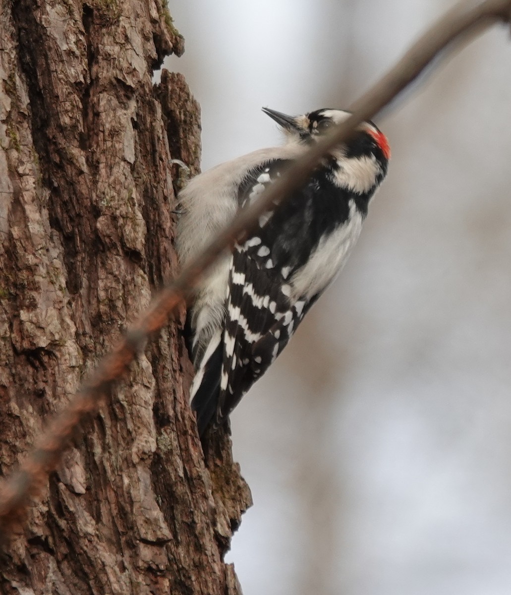 Downy Woodpecker - ML646357338