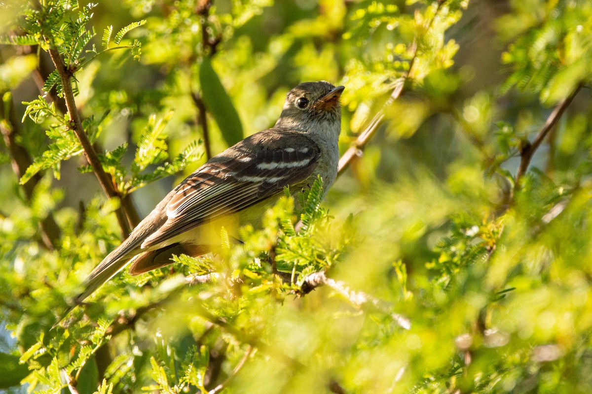 Small-billed Elaenia - ML646357339