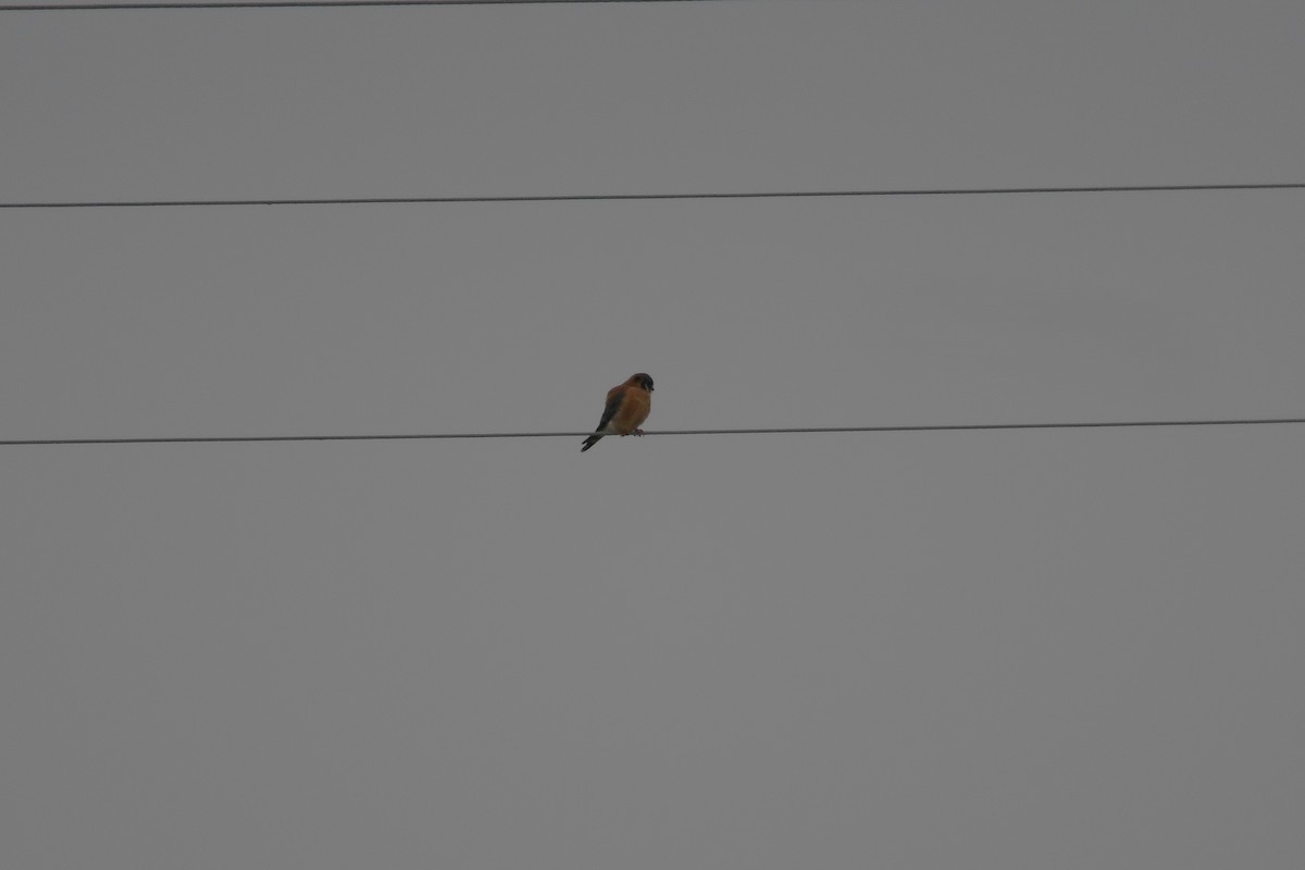 American Kestrel - ML646357340