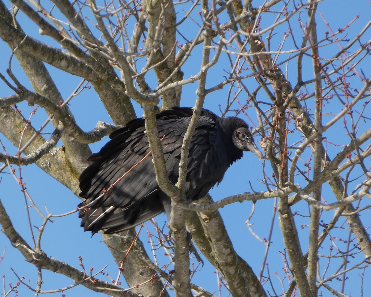 Black Vulture - ML646357341