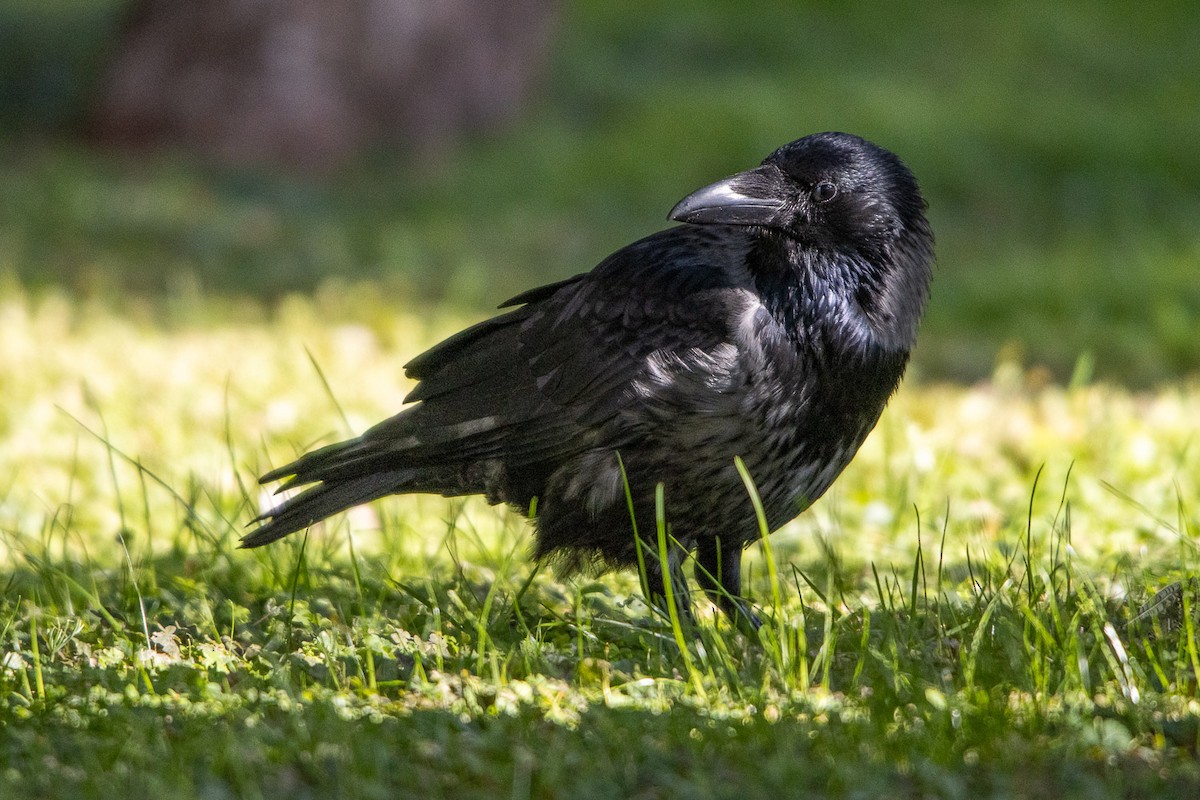 Carrion Crow - ML646357342