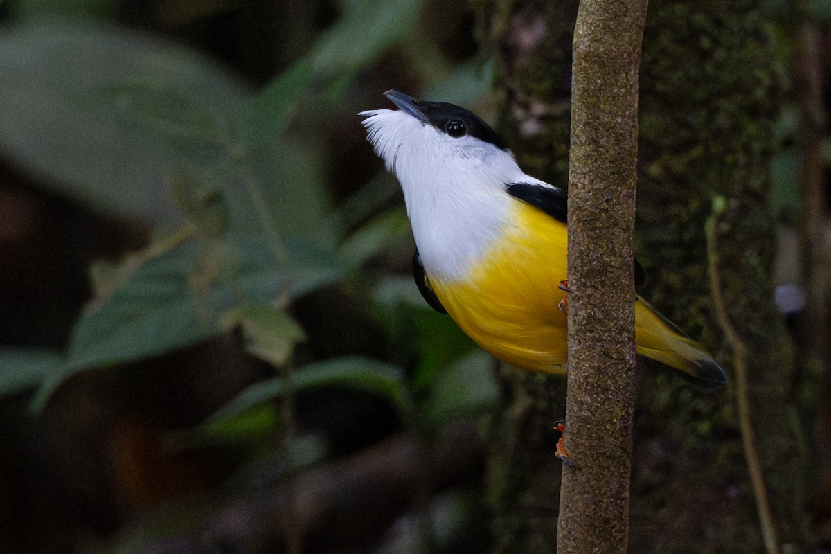 White-collared Manakin - ML646357343