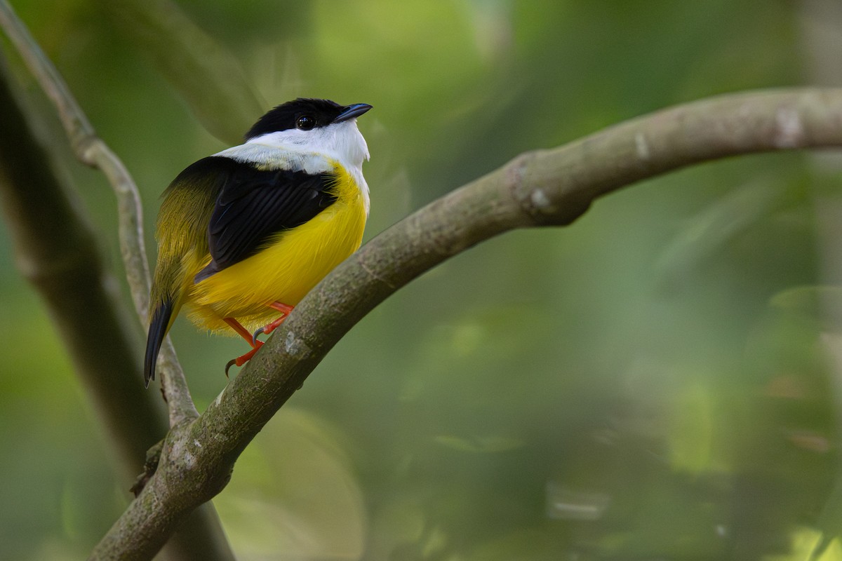 White-collared Manakin - ML646357344