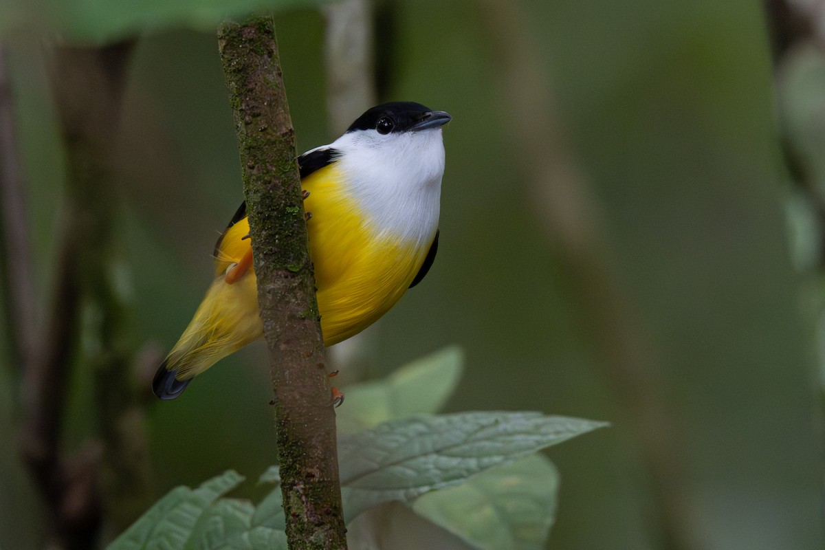 White-collared Manakin - ML646357345