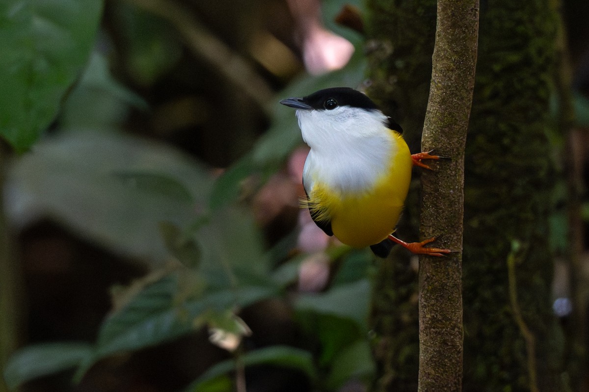 White-collared Manakin - ML646357346
