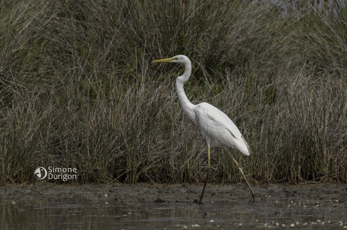 Great Egret (alba) - ML646357347