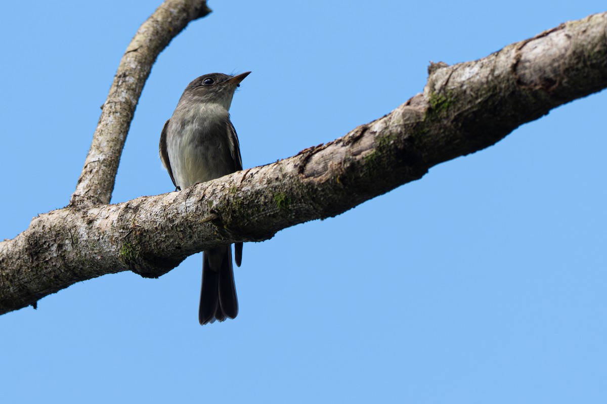 Eastern Wood-Pewee - ML646357348