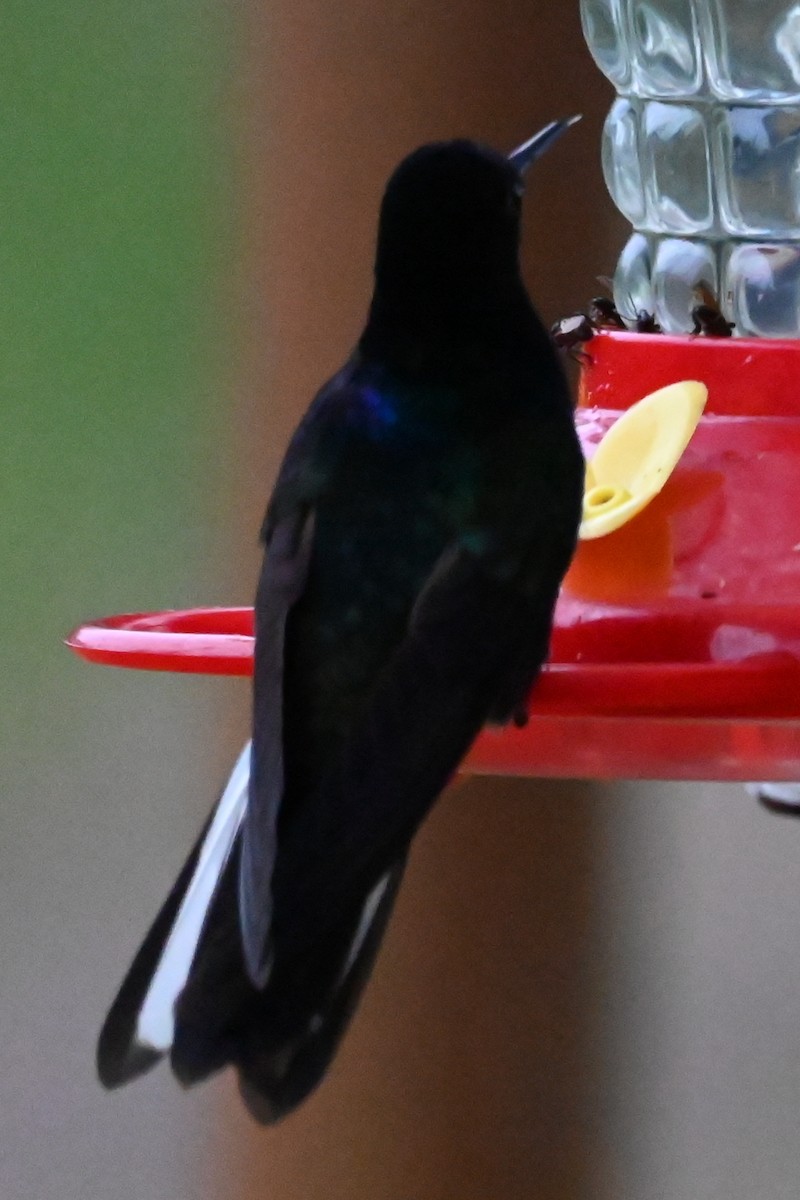 Velvet-purple Coronet - ML646357349