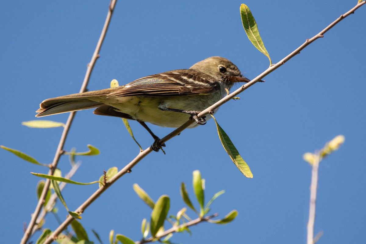 Small-billed Elaenia - ML646357365