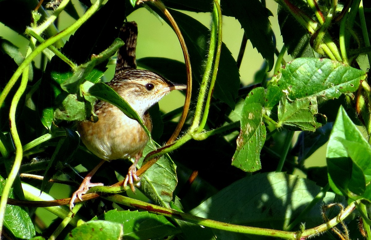 Тростниковый крапивник - ML646357366