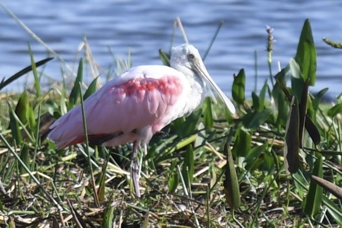 Espátula Rosada - ML646357368
