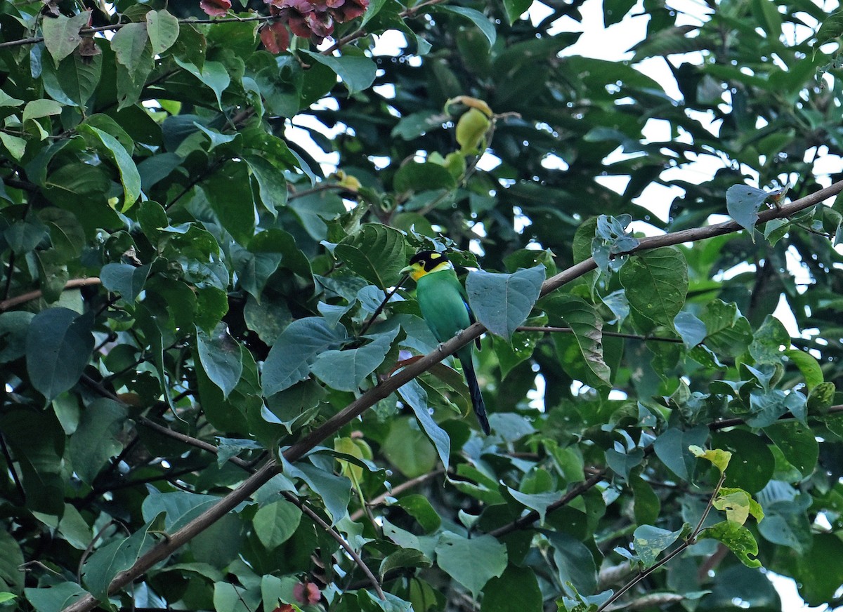 Long-tailed Broadbill - ML646357369