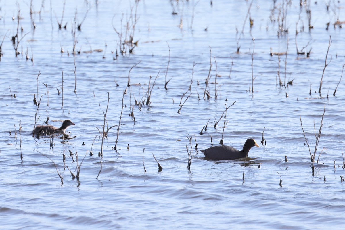 lyska zlatočelá - ML646357370