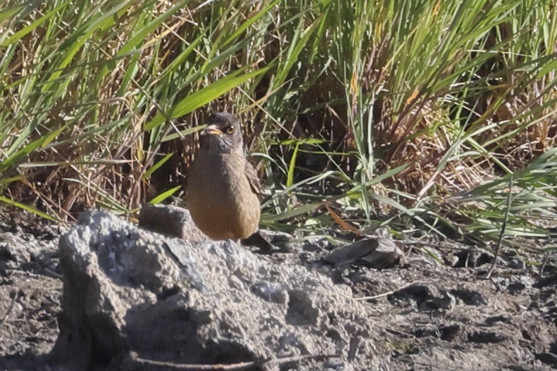 drozd falklandský - ML646357392