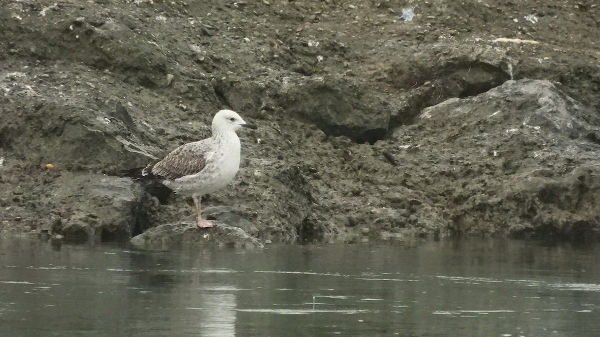 Caspian Gull - ML646357402