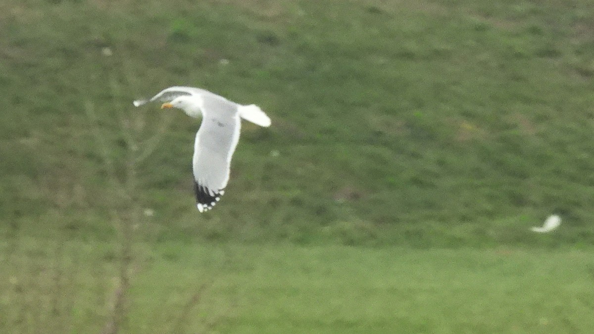 Caspian Gull - ML646357405