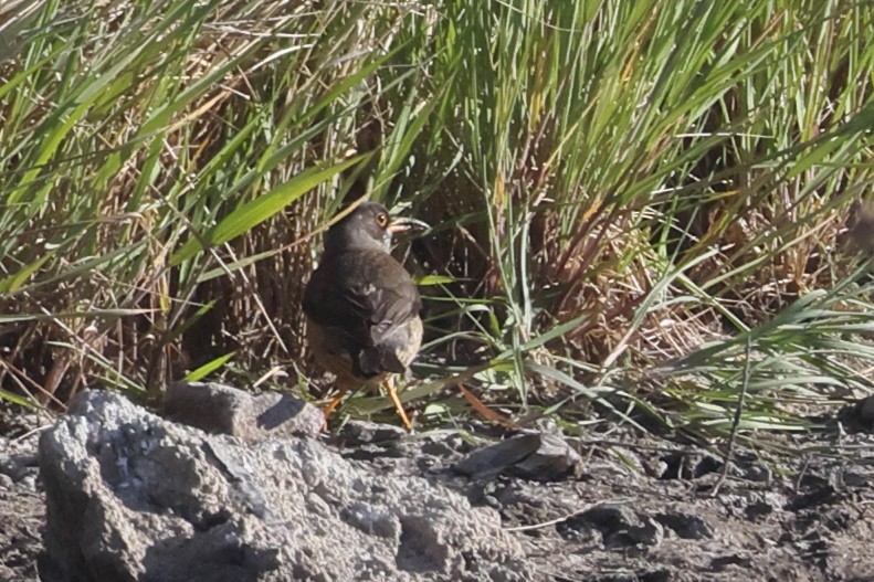 drozd falklandský - ML646357406