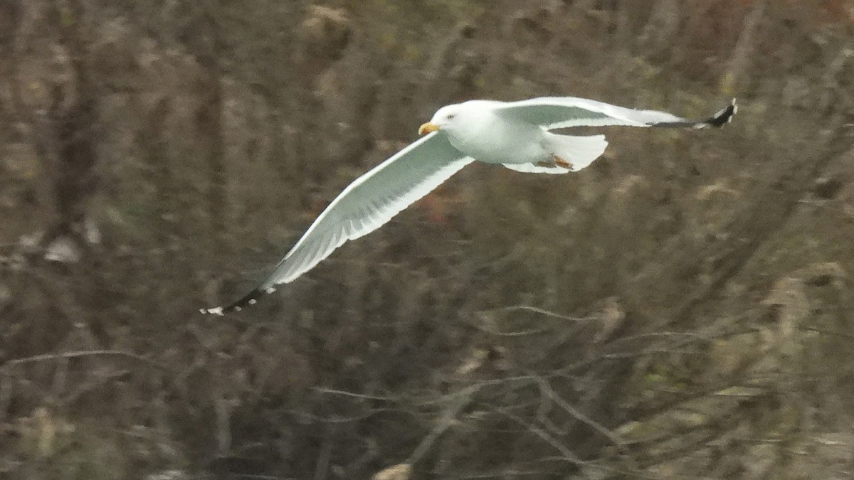 Yellow-legged Gull (michahellis) - ML646357407