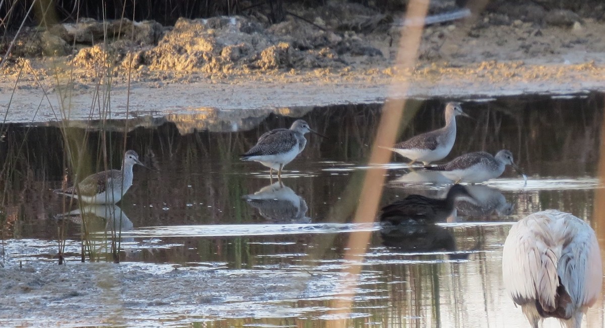 Greater Yellowlegs - ML646357409