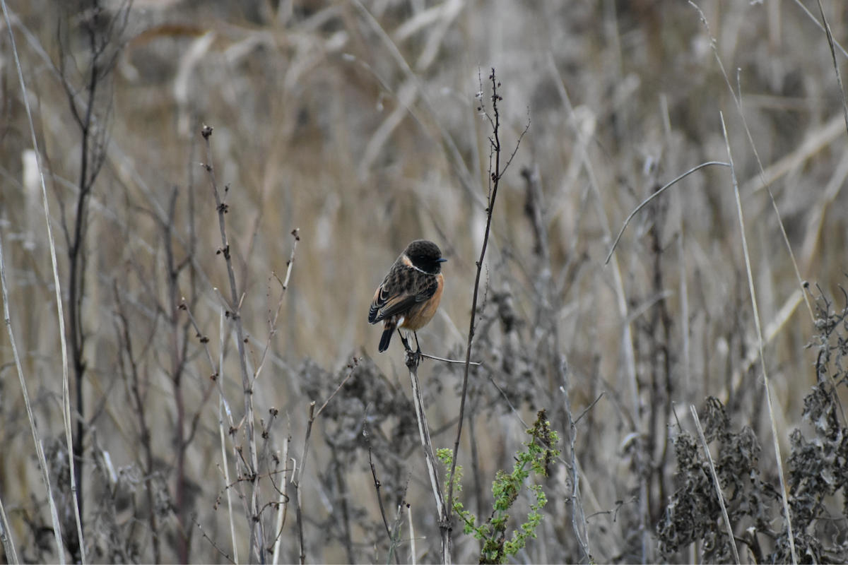European Stonechat - ML646357410