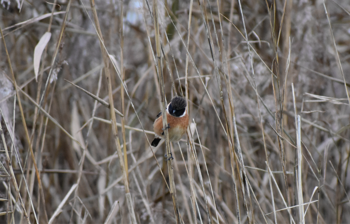 European Stonechat - ML646357411