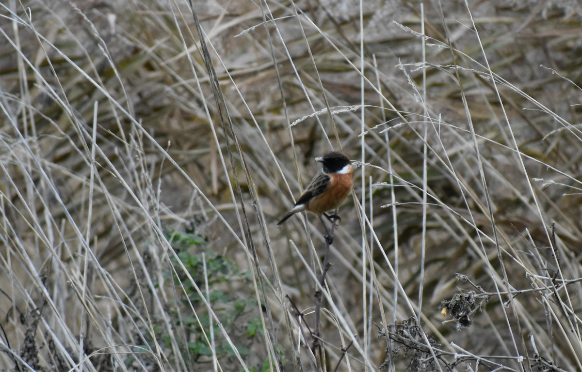 European Stonechat - ML646357412