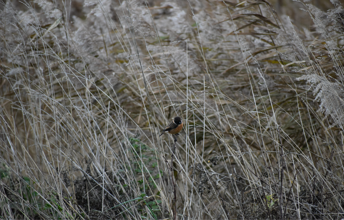 European Stonechat - ML646357413