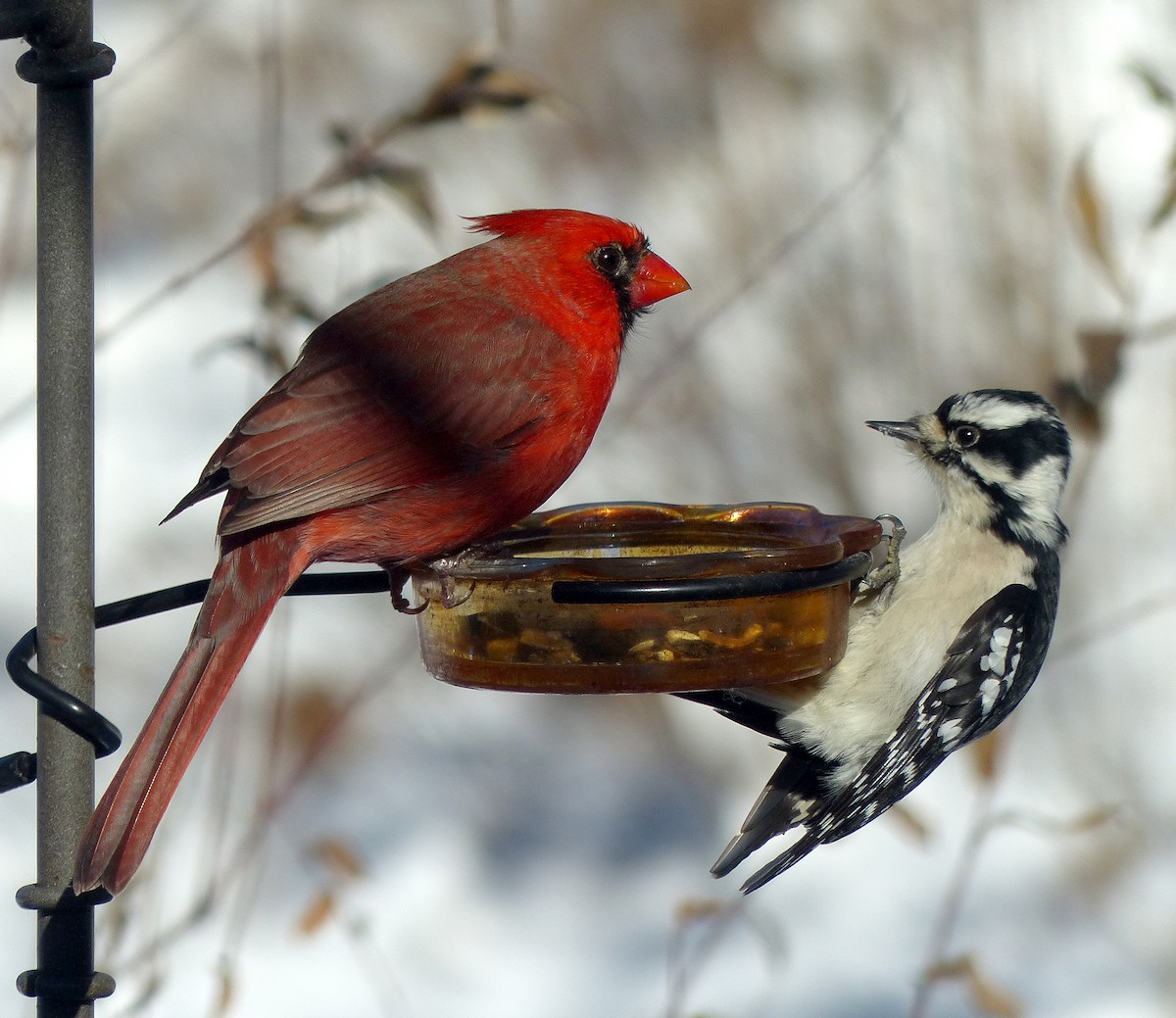 Downy Woodpecker - ML646357414