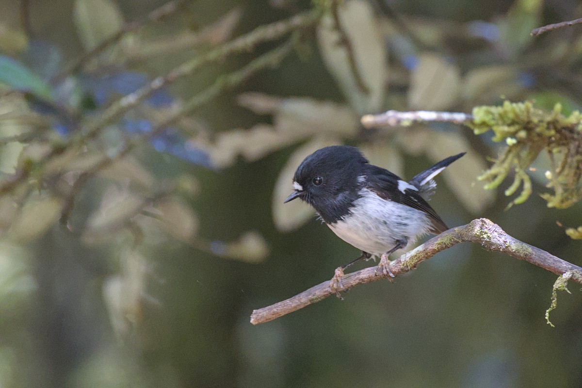 Tomtit - ML646357418