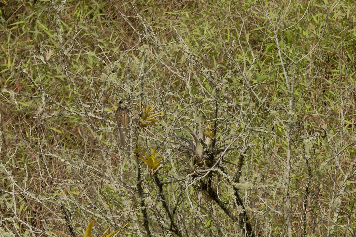 Striped Cuckoo - ML646357420