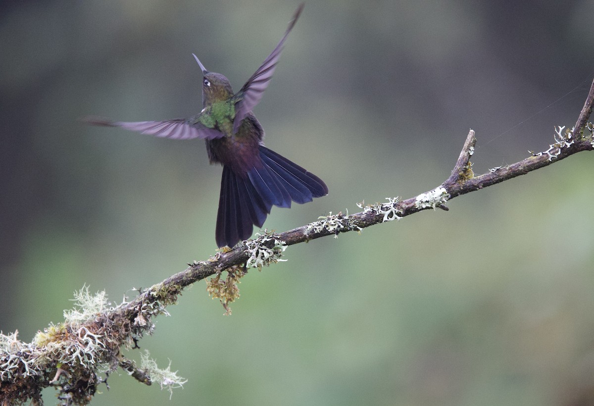 Colibrí Pectoral - ML646357421