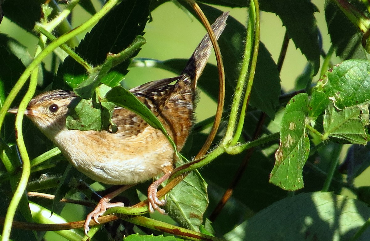 Тростниковый крапивник - ML646357425