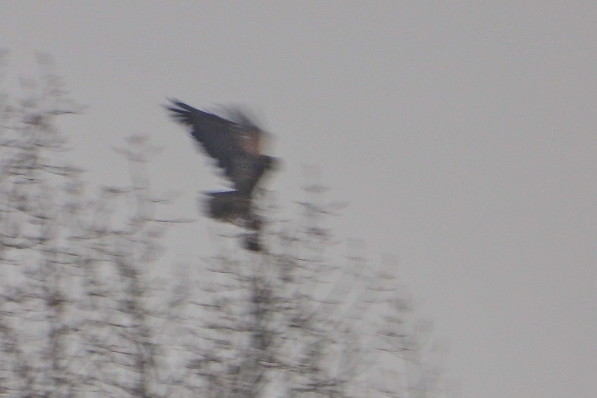 Pigargo Europeo - ML646357429