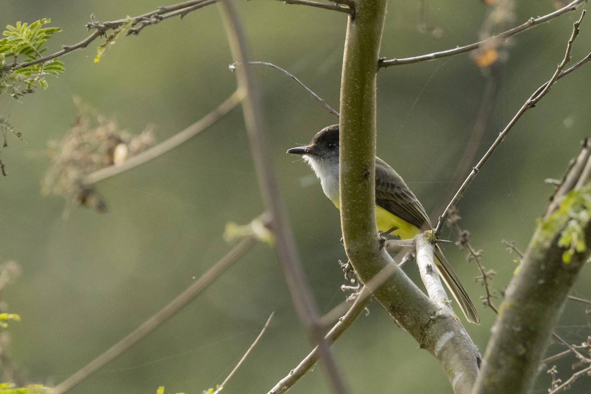 Copetón Capirotado - ML646357430