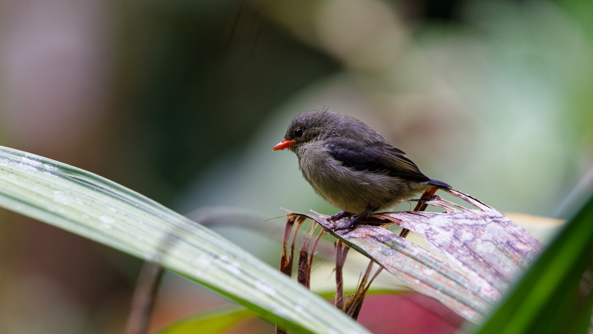 Picaflores de Borneo - ML646357431