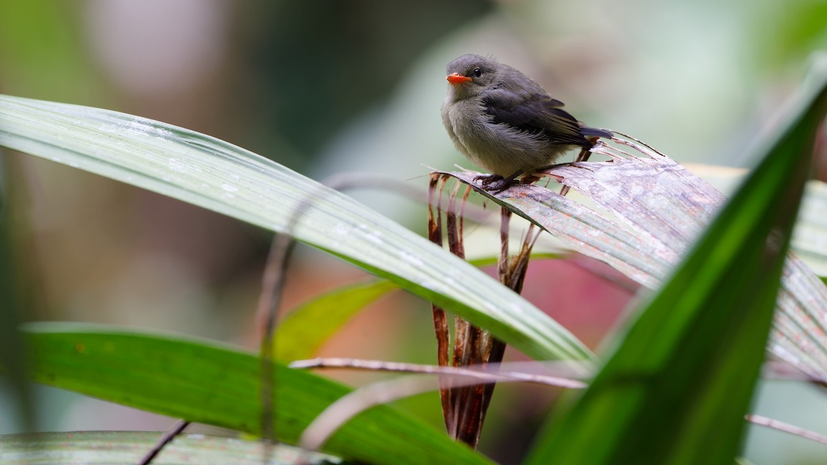 Picaflores de Borneo - ML646357435