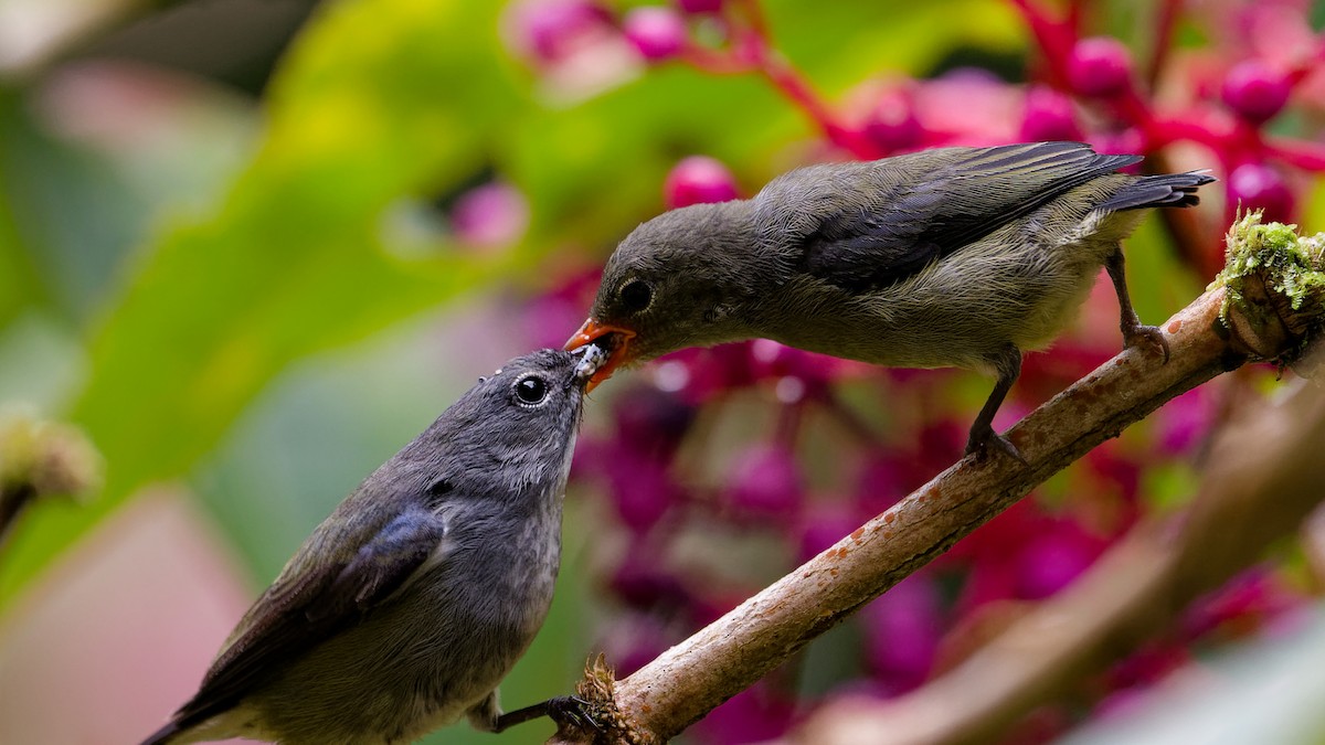 Picaflores de Borneo - ML646357437