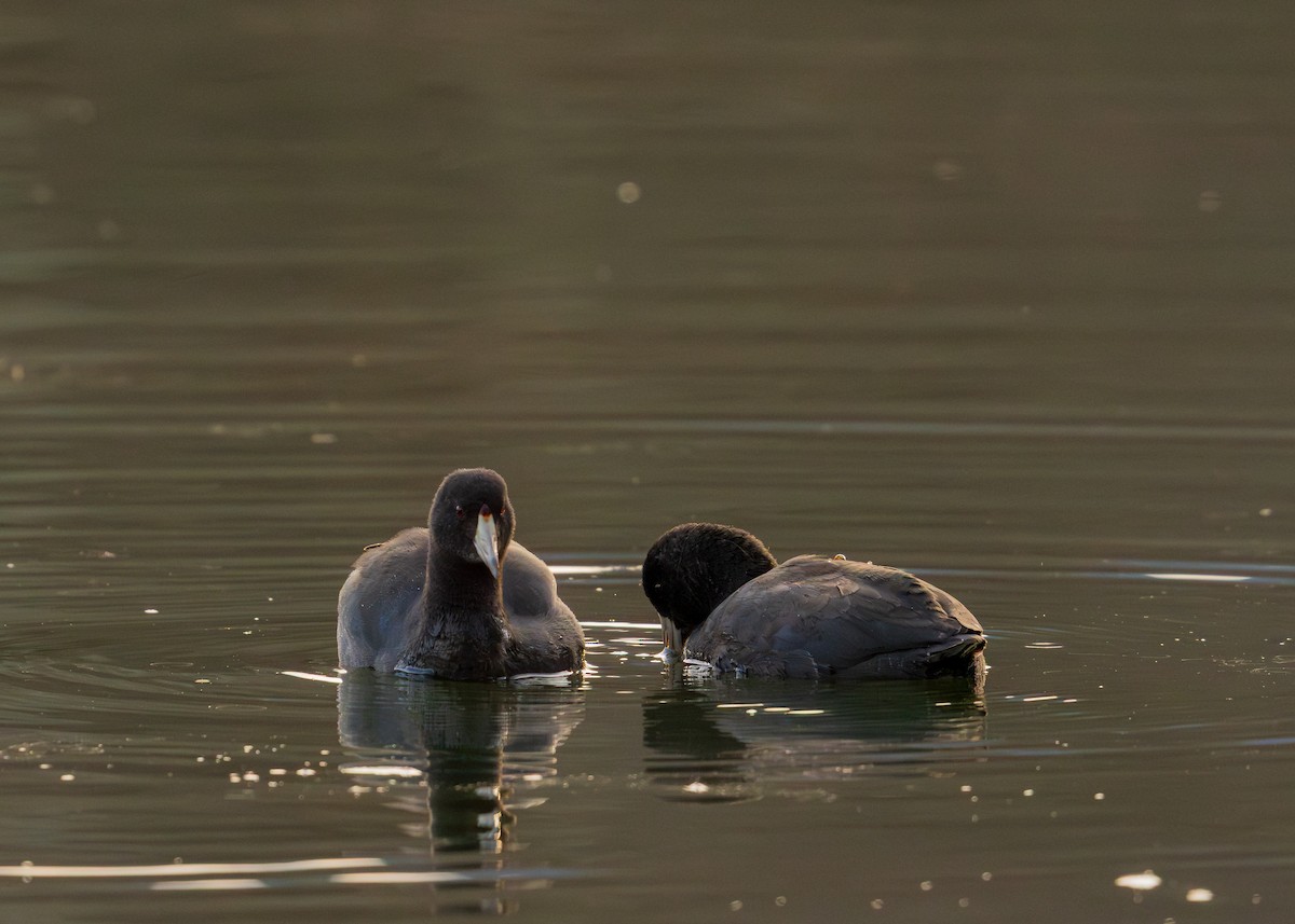 Focha Americana - ML646357440